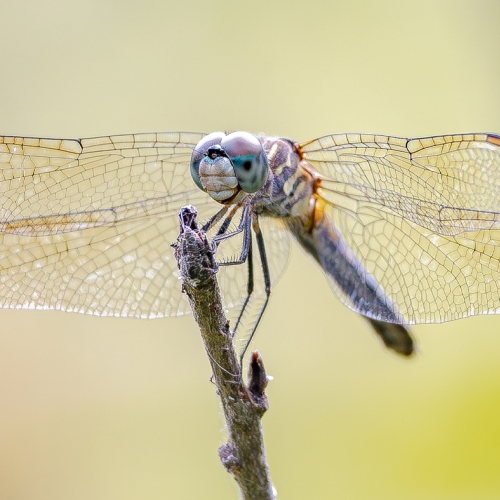 Learning Photography Dragonflies