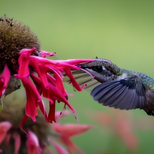 Learning Photography Hummingbird