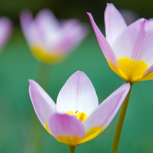 Learning Photography Natural Light