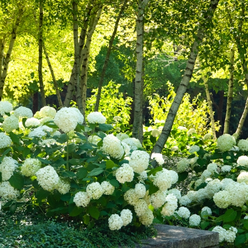 Learning Horticulture Hydrangea