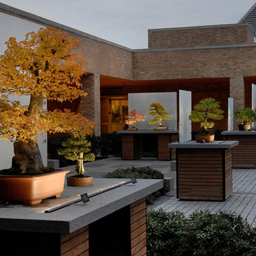 Learning Horticulture Bonsai Display