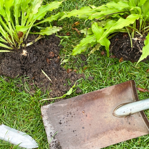 Learning Horticulture Dividing Perennials