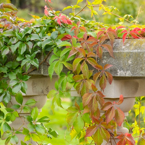 Learning Horticulture English Wall Garden