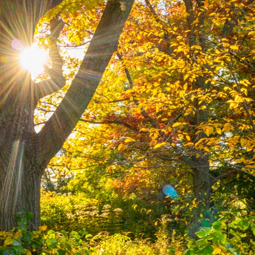 Learning Horticulture Forest
