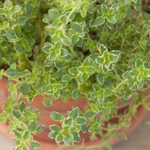 Learning Horticulture Herb Pot