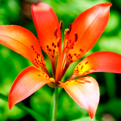 Learning Horticulture Ornamental Bulbs