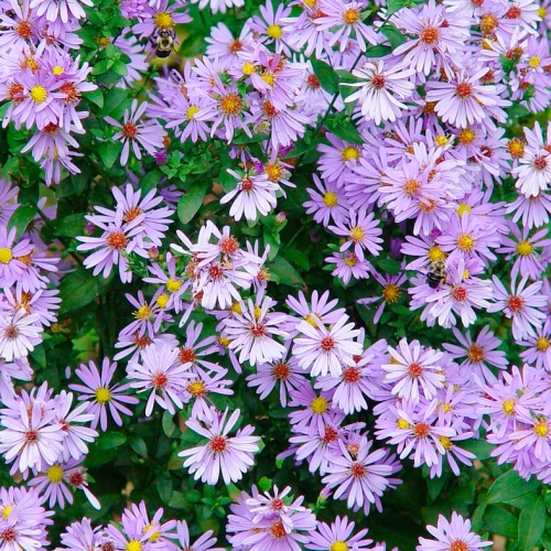 Learning Horticulture Ornamental Native Plants