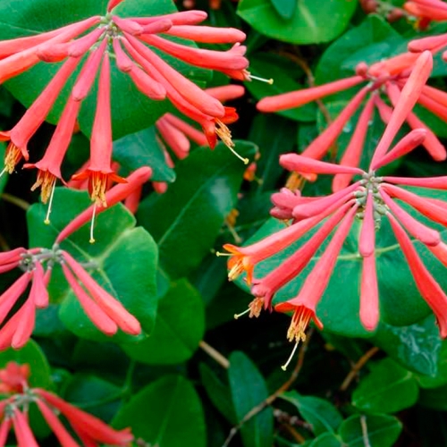 Learning Horticulture Ornamental Plants