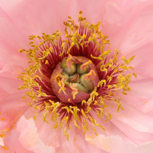 Learning Horticulture Peonies