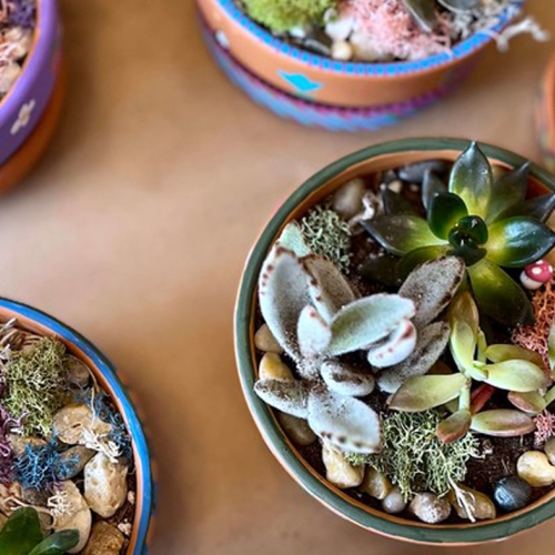 Learning Horticulture Succulent Centerpiece