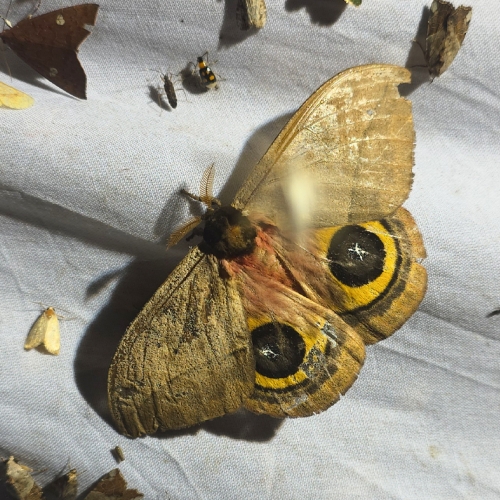 Learning Photography Mothing