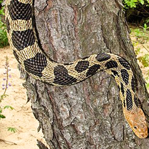 Learning Nature Reptiles