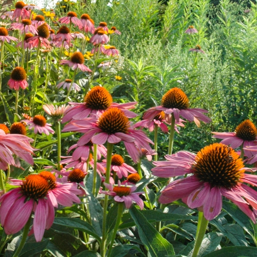 Learning Garden Design Native