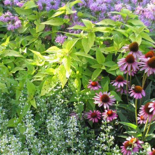 Learning Garden Design Pernnials