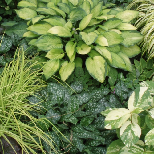 Learning Garden Design Pernnials Green