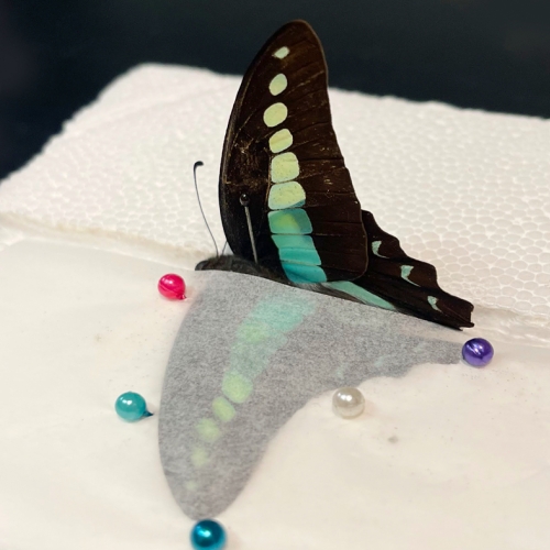 Learning Botanical Arts Pinning