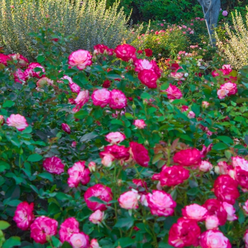 Learning Botanical Arts Rose Garden