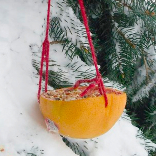 grapefruit-birdfeeder