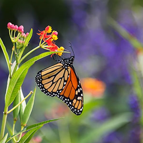 monarch
