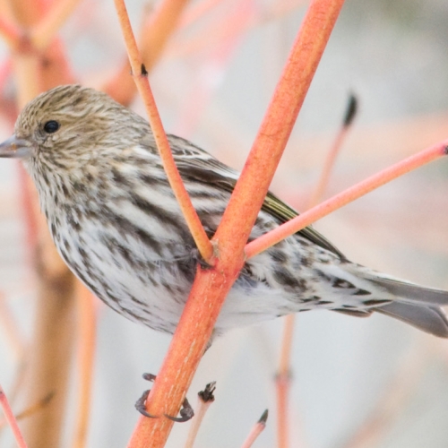 winter bird