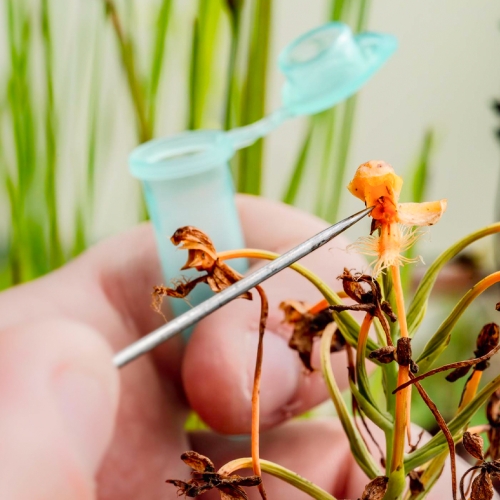 science collect pollen