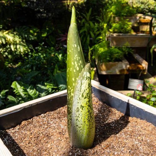 greenhouse-corps-flower