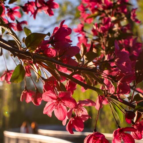 red-blossoms