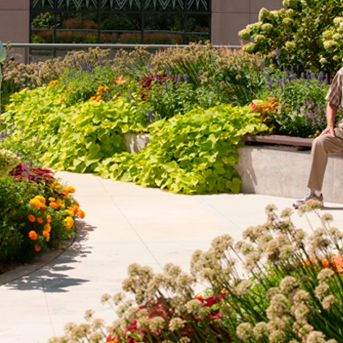 elderly people in a garden