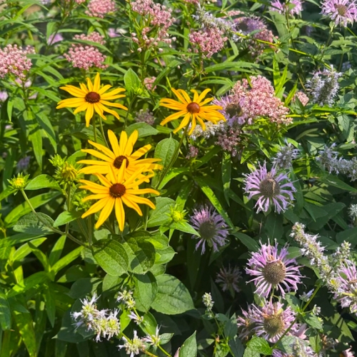 Pollinator Garden