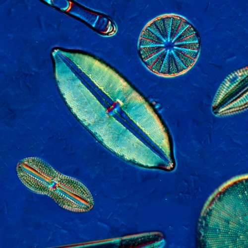 algae