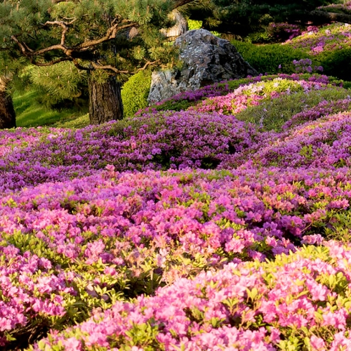 japanese-blooms