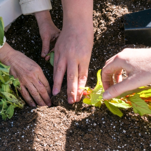 planting