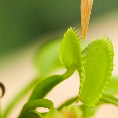 venus-flytrap