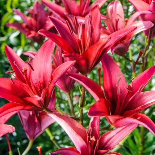 Lilium Red Velvet Asiatic Outfacing Lily