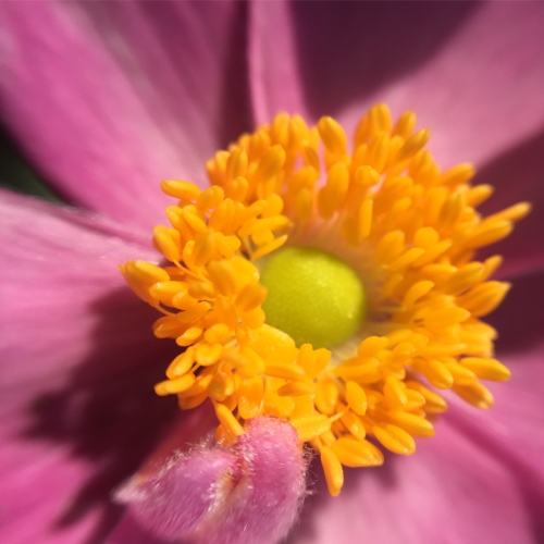 anemone