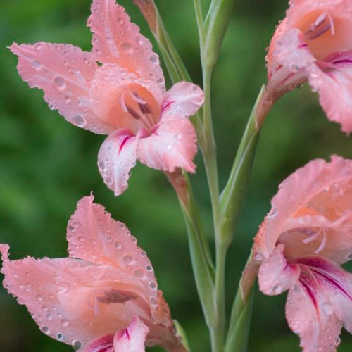 gladiolus oppositiflorus