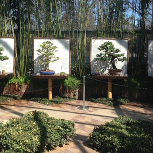 bonsai-semitropical-greenhouse