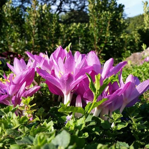 colchicum-cilicum