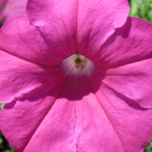 pink-dreams-fuseable
