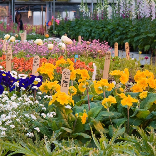 summer-production-greenhouse