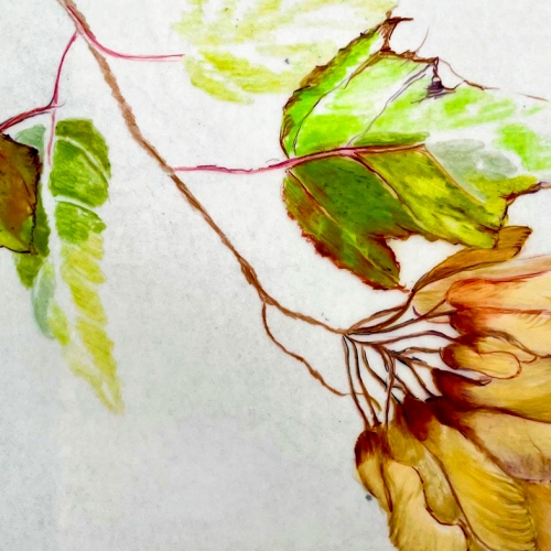 Learning Botanical Arts Color Pencil 