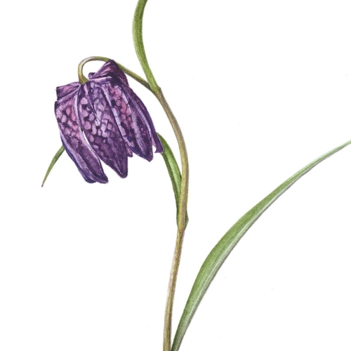Learning Botanical Arts Watercolor 