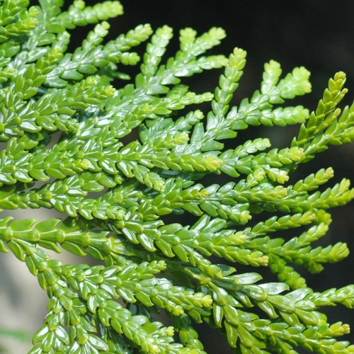 Horticulture Certificate_More Conifers_copyright photo by Mark Zampardo_Thujopsis dolabrata 'Aurea'