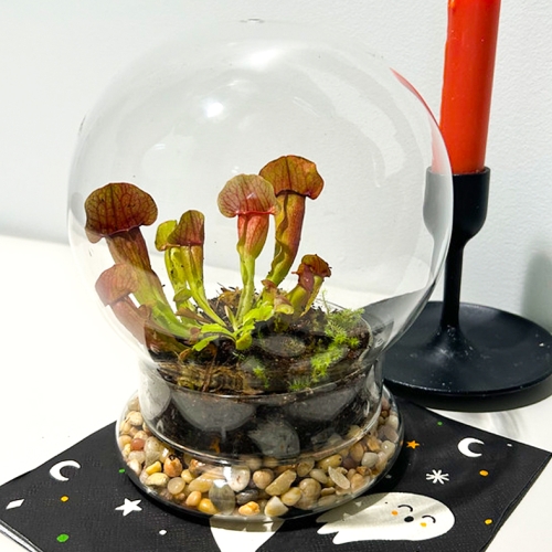 Learning Horticulture Terrarium 