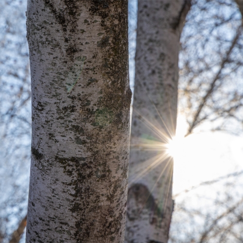 Learning Horticulture Woodlore 
