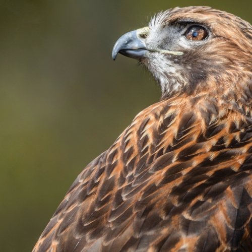 Learning Nature Bird Raptor 