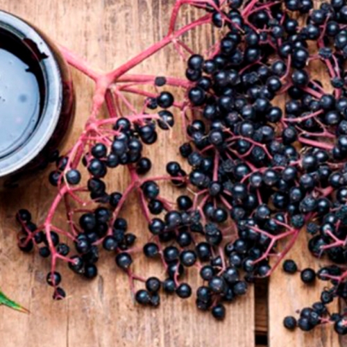 Learning Wellness Elderberry