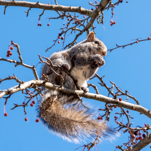 Learning Nature Squirrel 