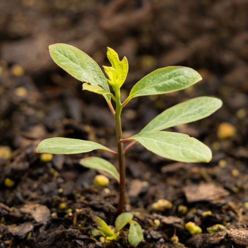 Sassafras Sprout-