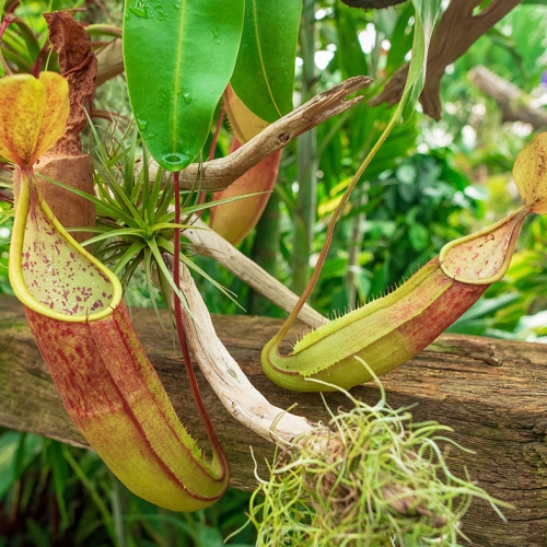 Carnivorous Plants